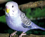 Blue Parakeet Pictures